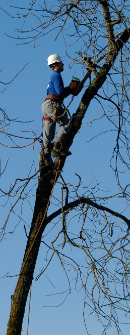 Tree Services – Removals, Trimming, and Pruning - Northern VA.